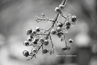 winter, snow, leesburg va, ice, winter wonderland, Virginia photographer, nature, landscape photography, frozen, 100mm f/2.8 Macro, canon, photoblog, loudoun county, 