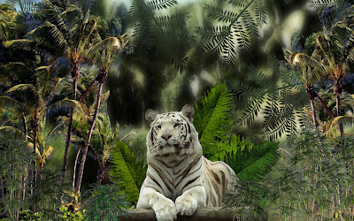 Tiger hd Wallpaper 64