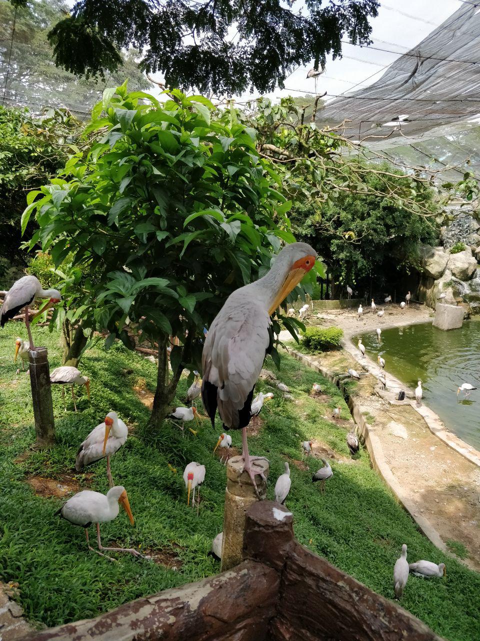 Pengalaman ke Taman Burung Negara Kuala Lumpur AkuBahrain