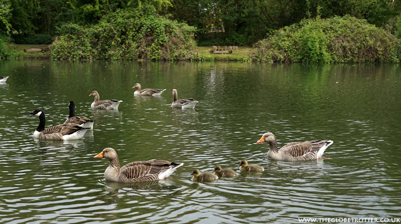 Wildlife at River Lee Country Park