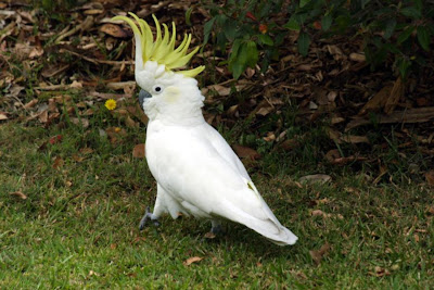 Sulphur Crested Cockatoo Bird Picture