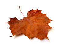 fallen brown maple leaf