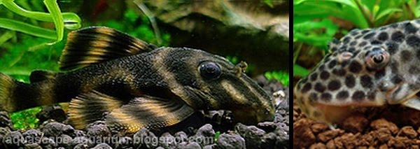 Tropical Fish Plecos Species