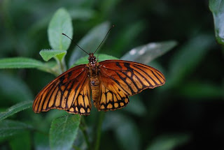 The Butterfly (Struggles) || Motivational story|| inspirational Story ||