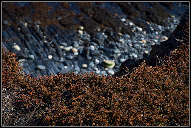 Gaff Point; Nova Scotia