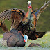 Turkey Hunting Tips: Mega Decoy Spreads for Early Season Toms