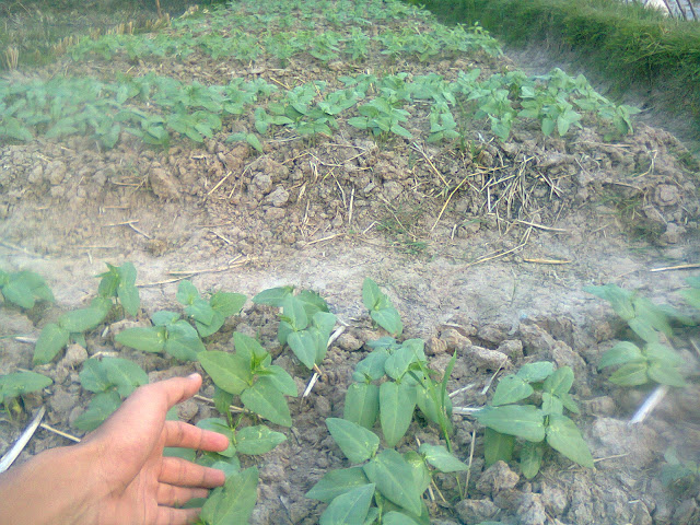 Kacang Tunggak (Tolo) Dibudidaya di Sawah