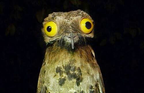 Frightful Fridays Potoo Raptor