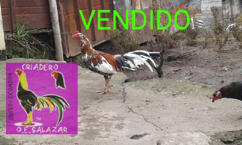 Criadero O E Salazar Marzo 2018