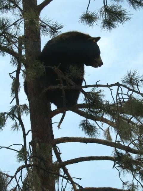 Bear on tree