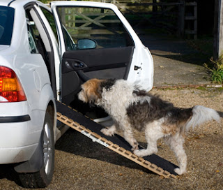 cães rampa para veículos