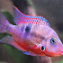 Ikan Firemouth Cichlid