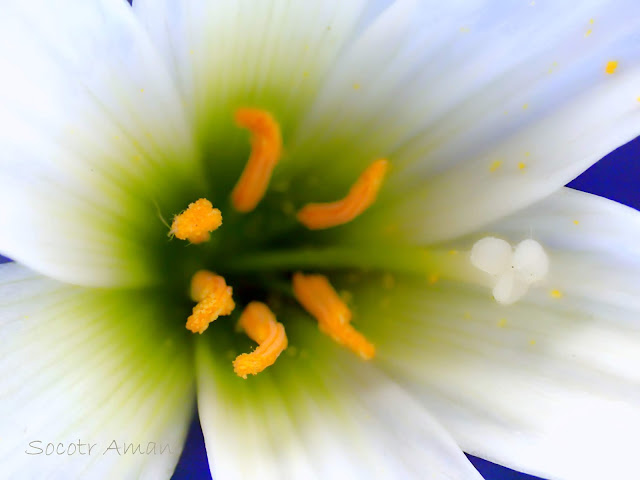 Zephyranthes candida