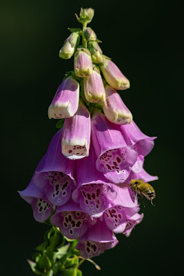 Purple Foxglove, Camp Forever Young
