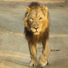 এশিয়ান সিংহ,Lion,Asian Lion in Bengali, ভারতীয় সিংহ, Panthera leo persica,সিংহ,স্তন্যপায়ী,