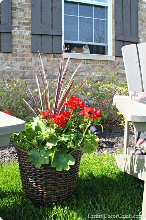 red geraniums