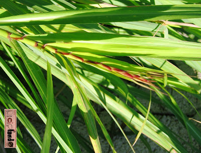 bocciolo Citronella Riciclando