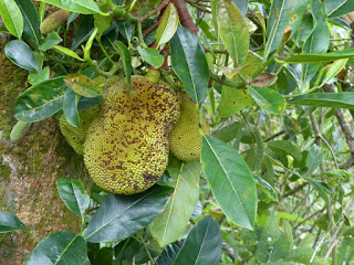 Jacquier - Jaquier - Arbre à pain - Artocarpus heterophyllus 