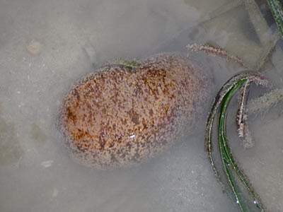 Stonefish Sea Cucumber (Actinopyga lecanora)