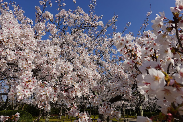 鳥取県米子市西町　港山公園　満開のソメイヨシノ桜