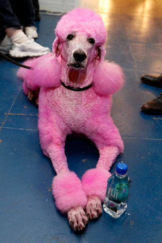 Cute Dogs: Pink Poodle Dog