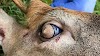 Never seen anything like this': Deer found with thick hair growing on its eyeballs