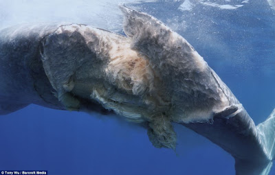 ballena herida por un barco carguero