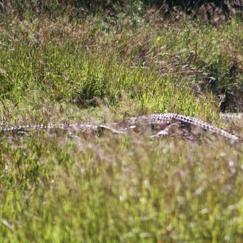 Pilanesberg NP