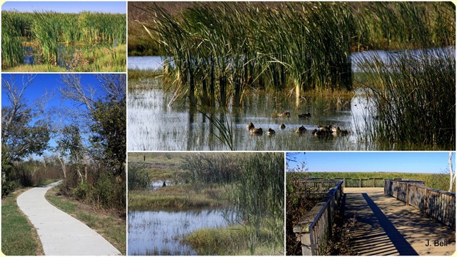 64 Anahuac NWR 20116