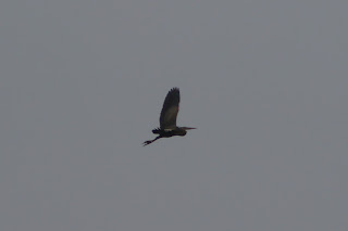 Adult Purple Heron