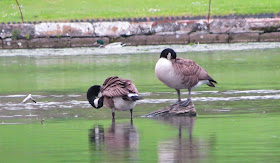 tench fishing lake geese