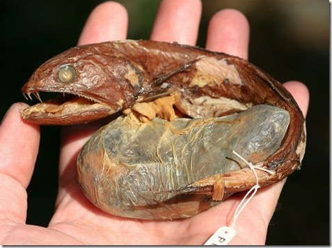 strange_fishes_found_off_greenland_08