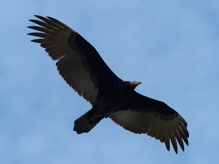 Urubu à tête rouge - Vautour aura