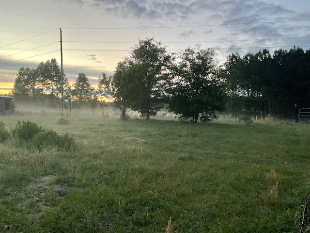 Trees and green field with mists rising