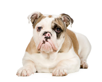 Bulldog Dog Breed Fotos