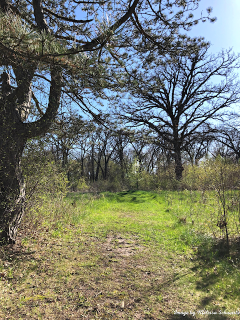 The gentle trail through the woodlands at Eagles Forest Preserve.