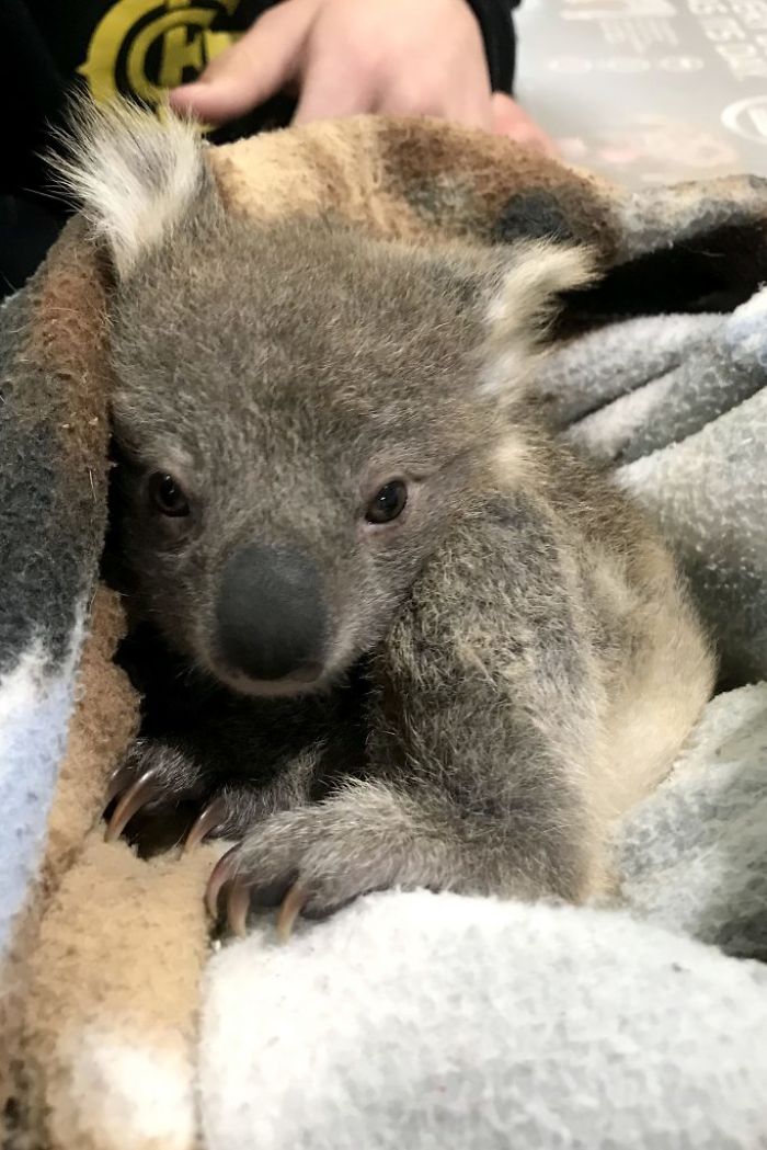 Golden Retriever Surprised Her Owner When She Rescued A Baby Koala