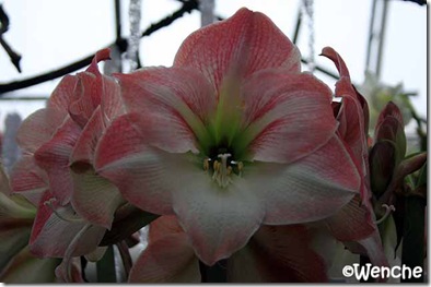 Hippeastrum-Apple-Blossom