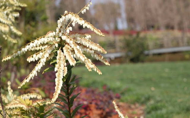 Pieris Japonica Flowers