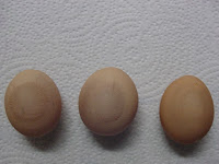 discolored circles on three egg shells Welsummer