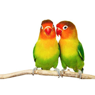 4 Cara Mengatasi Bulu Burung Lovebird Rontok