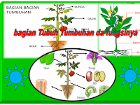 Bagian-bagian tubuh tumbuhan dan fungsinya