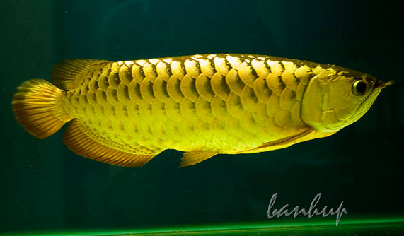 Terpopuler Arowana Dragon Fish