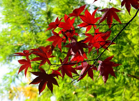 Japanese Maples Festival, Gibbs Gardens