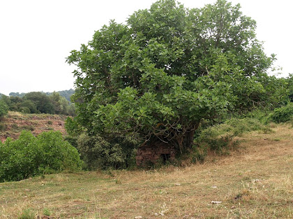 Panoràmica de la barraca de la Figuera