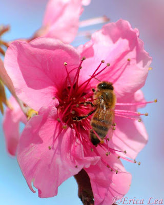 bright pink flower, honey bee