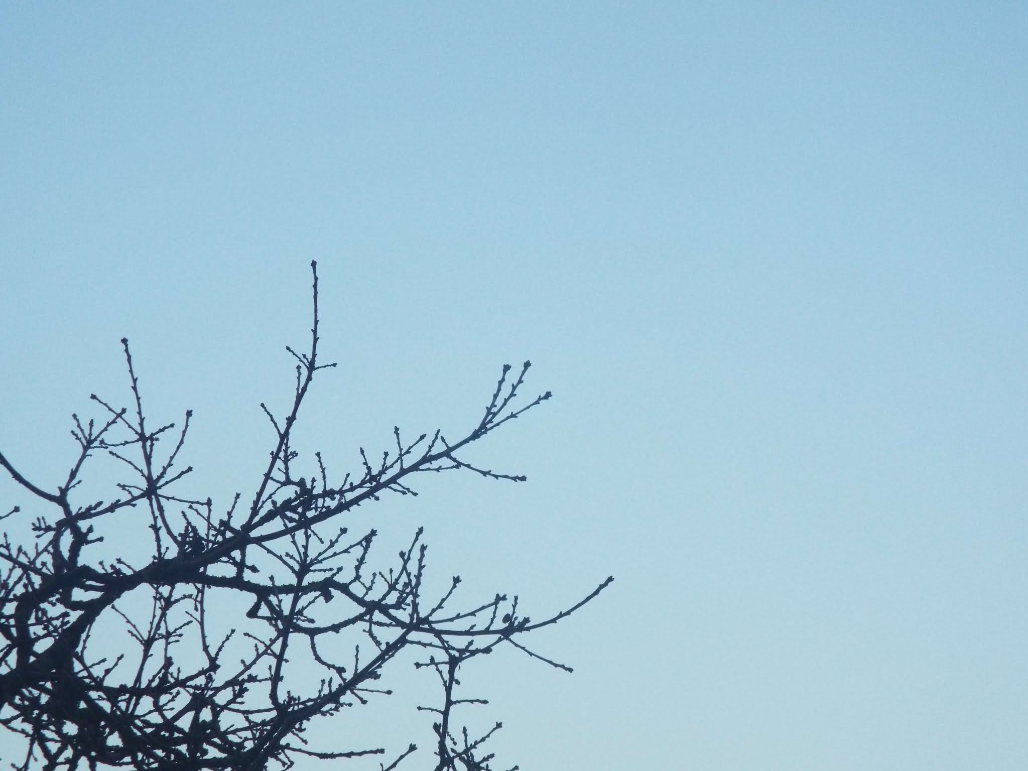 A bare Winter's tree, against a cold blue sky, this New Year's Eve as I share my personal goals and aspirations for the new year.