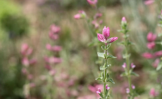 Annual Clary Sage