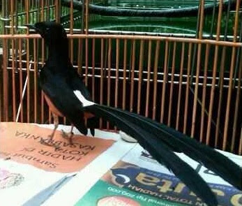 Rahasia Sukses Cara Ternak Burung Murai Batu