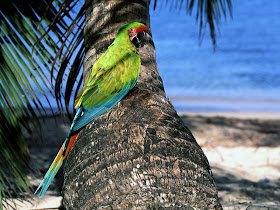 Macaw Parrot Wallpapers